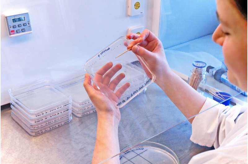 Plant Sugar Metabolism Regulation: A Deep Dive