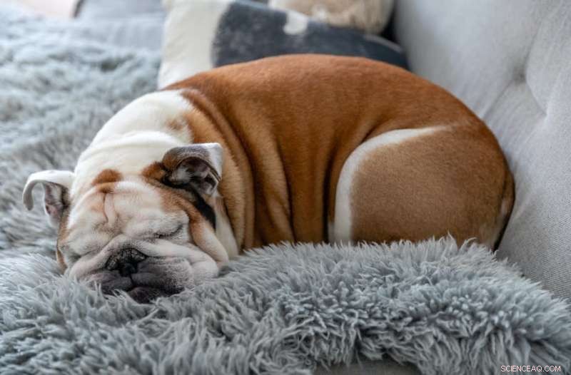 British Bulldog Health Concerns: A Comprehensive Overview