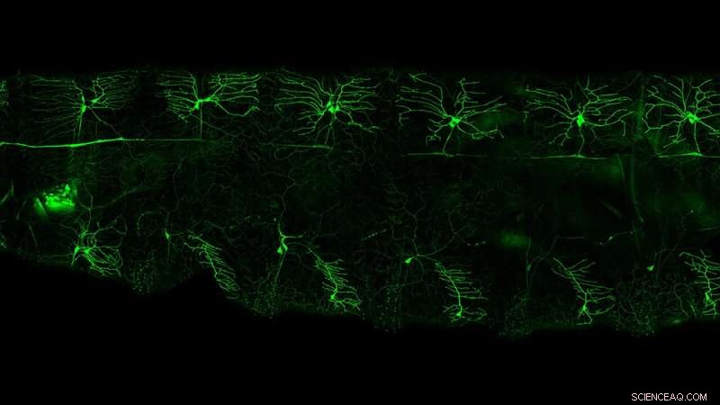 Fruit Flies: Understanding & Managing These Common Pests
