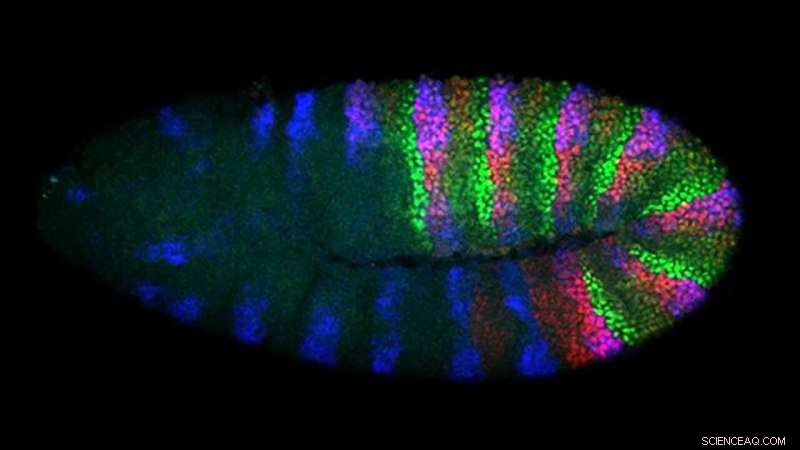 Fruit Flies: Understanding & Managing These Common Pests