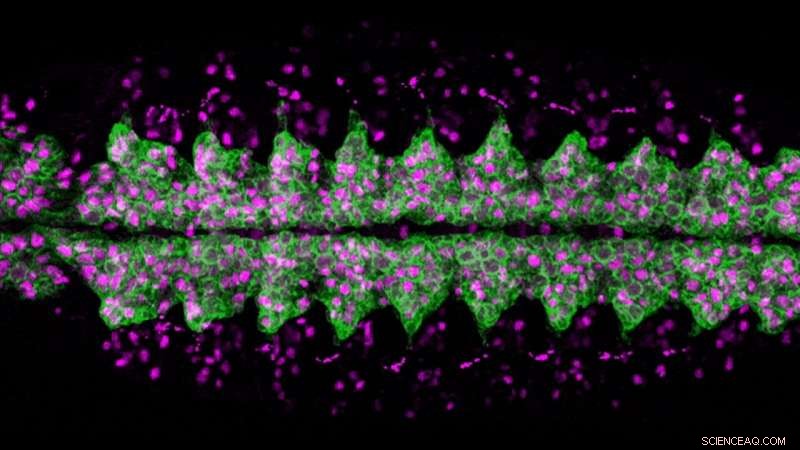 Fruit Flies: Understanding & Managing These Common Pests