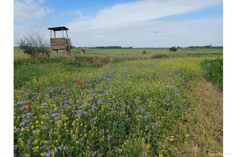 Innovative Insect Protection Methods Developed Through Science & Field Trials