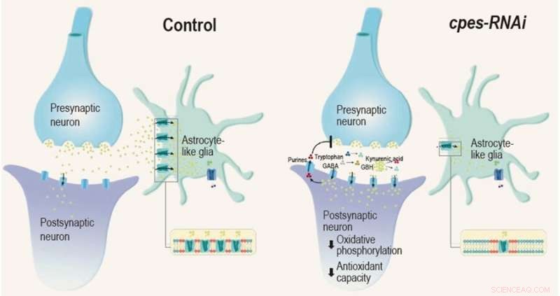 Ceramide Phosphoethanolamine s Role in Circadian Rhythms & Longevity