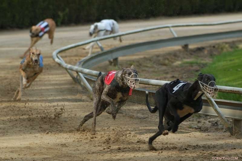 Greyhound Breeding in Australia: Ethical Concerns & Procedure Overview