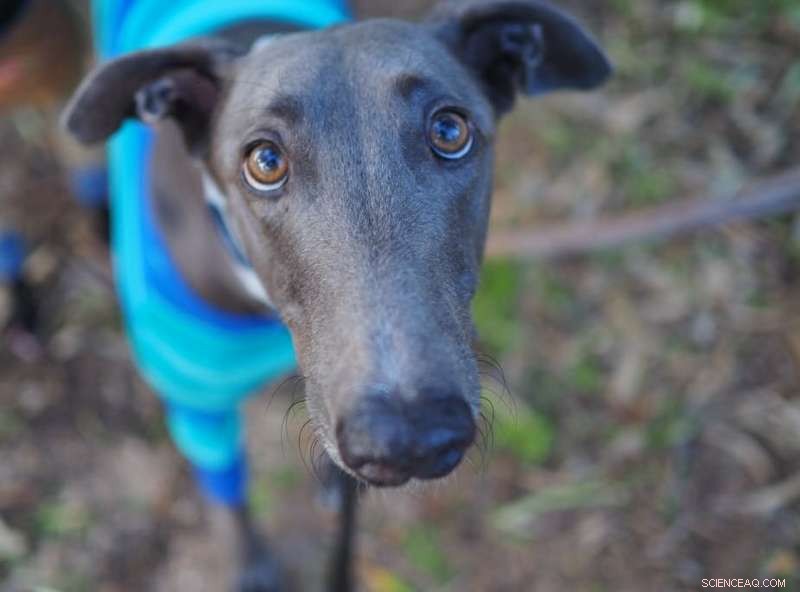 Greyhound Breeding in Australia: Ethical Concerns & Procedure Overview