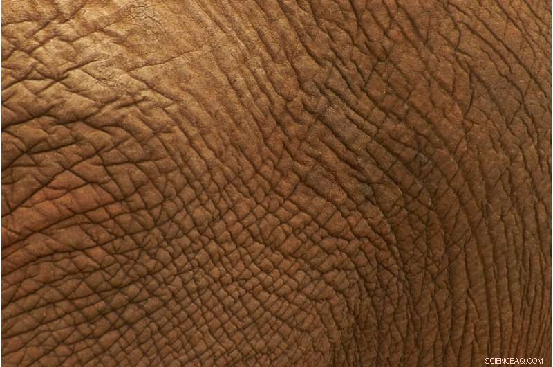 Understanding Skin Regeneration: The Key Mechanism Discovered