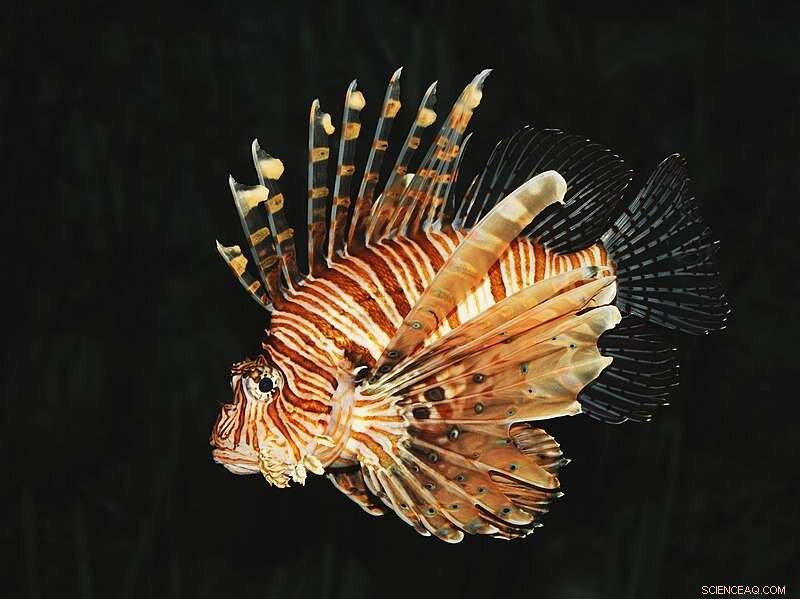 Lionfish Use Persistence to Hunt Faster Prey, New Research Shows