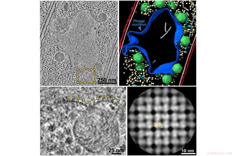 Giant Viruses Build Nucleus-Like Compartments That Mirror Human Cells