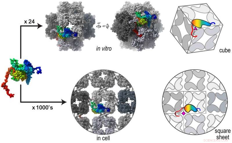 Giant Viruses Build Nucleus-Like Compartments That Mirror Human Cells