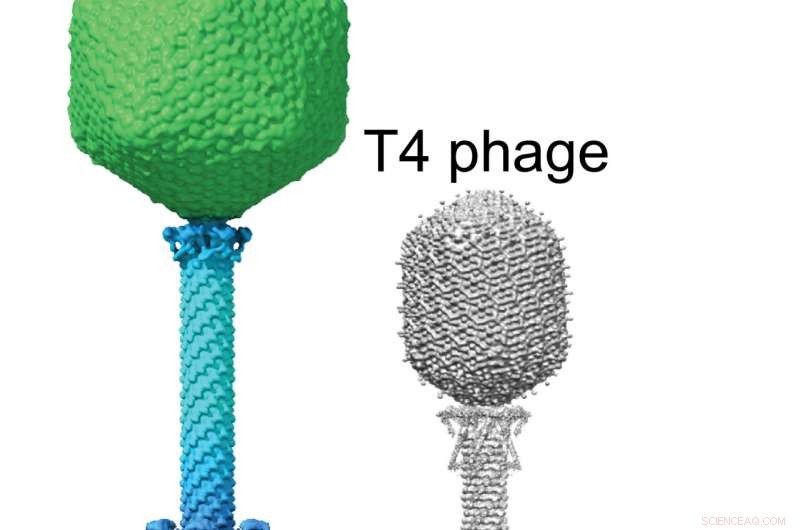 Giant Viruses Build Nucleus-Like Compartments That Mirror Human Cells