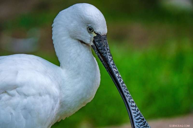 New Study Forecasts Major Global Decline in Bird Populations by 2080 Due to Climate Change