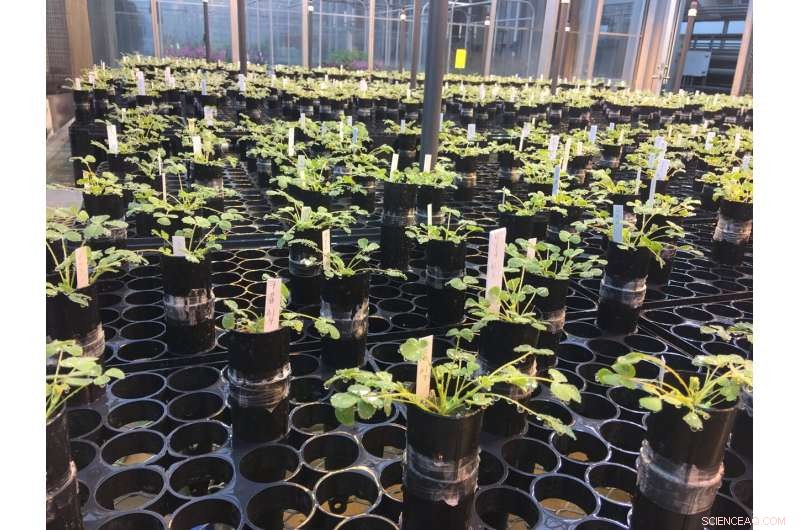 Cooperation vs. Conflict: Unraveling Plant Symbiont Dynamics