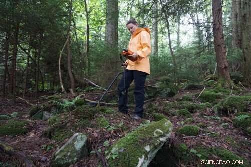 Scientists Drive Restoration of West Virginia’s Iconic Red Spruce Forests
