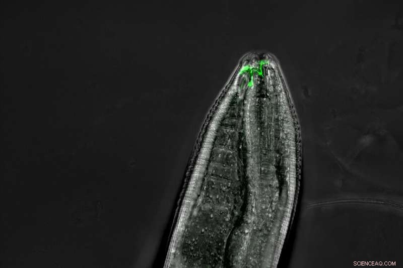 Scientists Decipher 30-Year-Old Mystery of Odor Switching in C. elegans Worms
