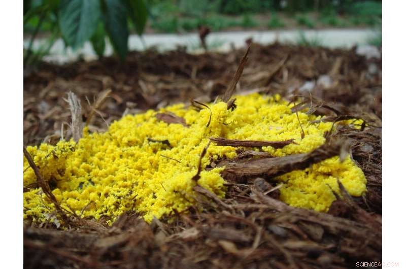 Unraveling the Global Spread of Wheat Powdery Mildew: The Role of Trade and Migration