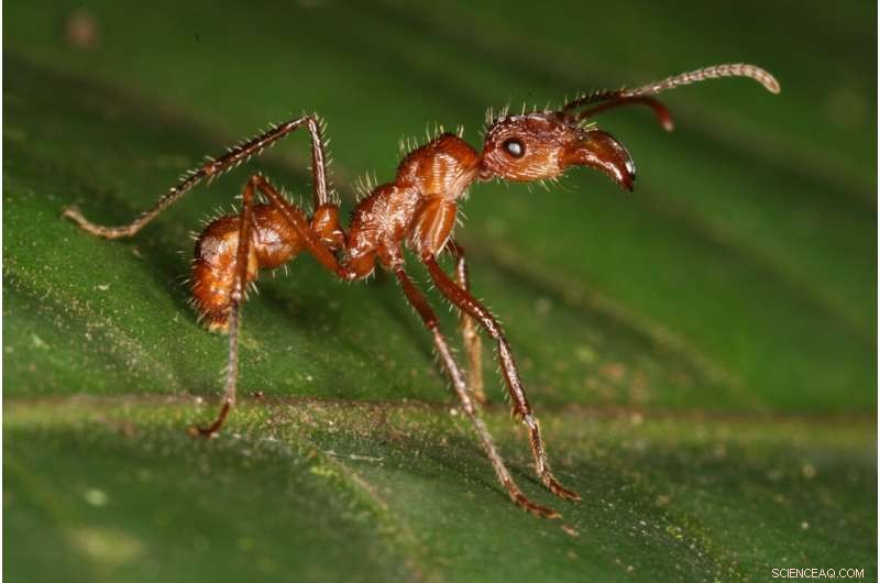 Global Ant Biodiversity Map Highlights Hotspots for Unidentified Species