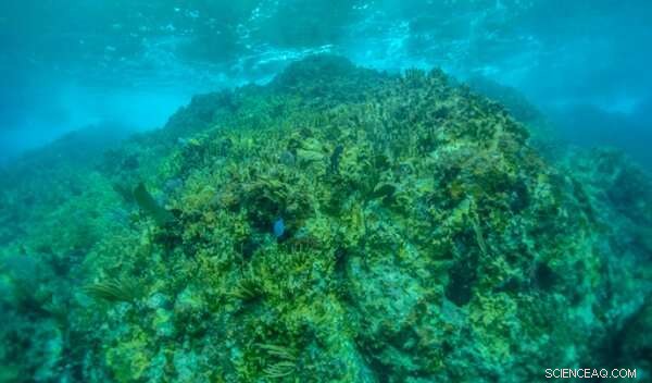 Fire Corals Outpace Other Species in Caribbean Reef Dominance