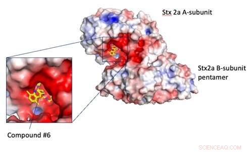 New Peptide-Based Compound Neutralizes Shiga Toxin, Promising Therapy for EHEC Infections