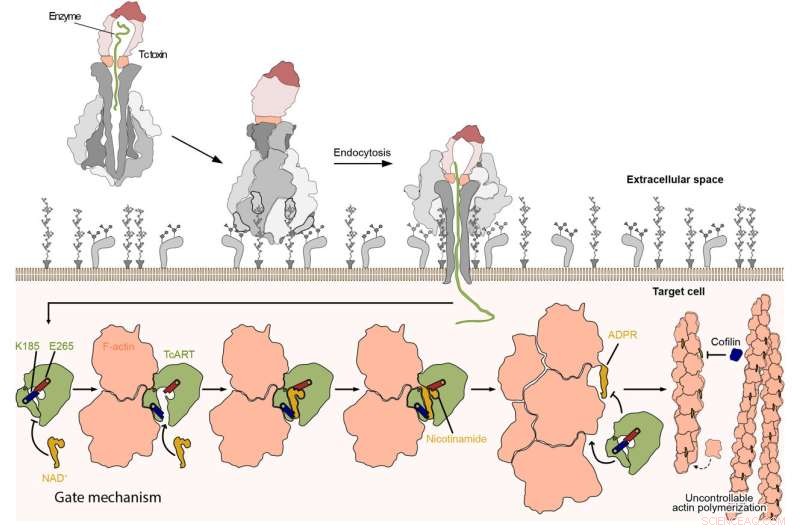 How Bacterial Toxins Hijack Host Cells: A Detailed Mechanism
