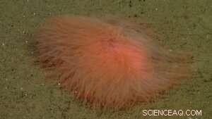 Robotic Dive Reveals Rare Spaghetti Worm Thriving on Deep-Sea Floor