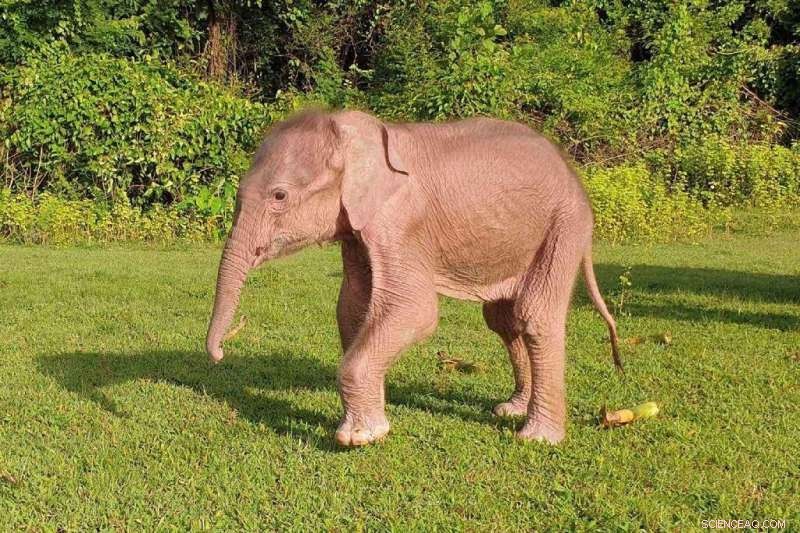 Myanmar s Rakhine State Welcomes Rare White Elephant: A Symbol of Good Fortune