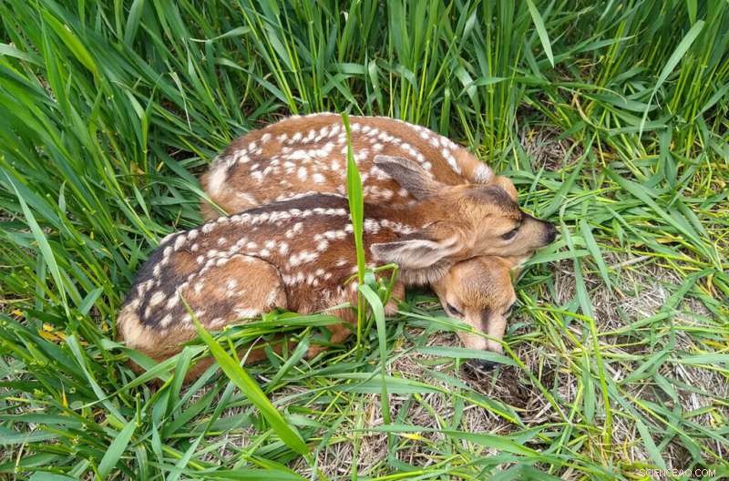 New Habitat Survey Reveals Key Factors Boosting Mule Deer Survival