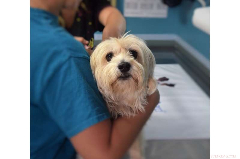 Pet Owner Rudeness Drives Veterinary Staff to Reevaluate Their Careers