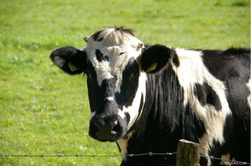 Cornell Study Reveals Nutritional Strategy to Restore Milk Production in Heat-Stressed Cows