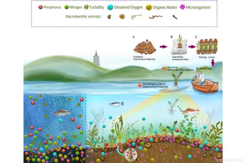 Enhancing Urban Lake Health: Sediment Treatment & Submerged Plant Restoration for Sustainable Ecosystem Recovery