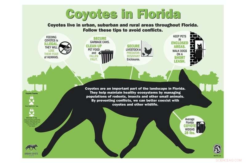 Urban Coyotes: Understanding and Safely Appreciating Them in North American Cities