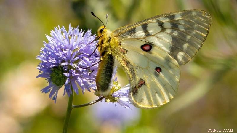 From Ashes to Abundance: How a Burned Forest Became a Bee and Flower Paradise