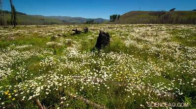 From Ashes to Abundance: How a Burned Forest Became a Bee and Flower Paradise
