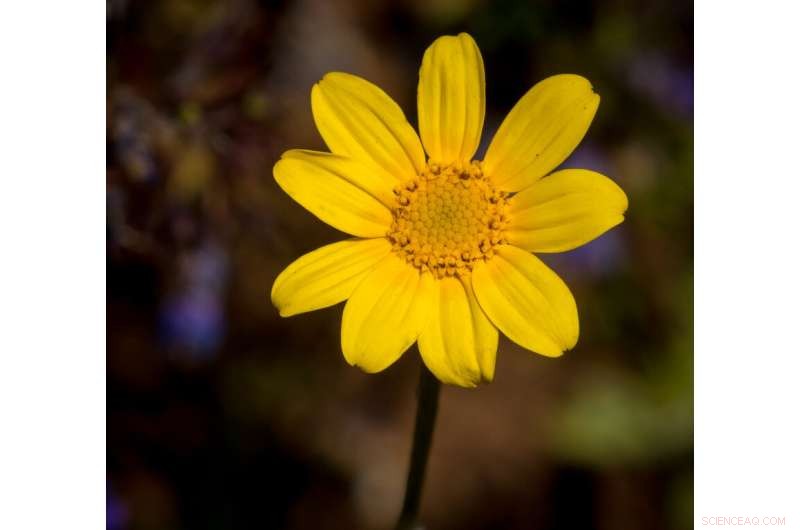 From Ashes to Abundance: How a Burned Forest Became a Bee and Flower Paradise
