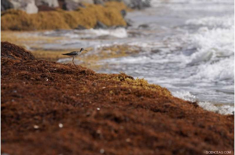 Record-Setting Seaweed Blooms Overrun Caribbean Shores