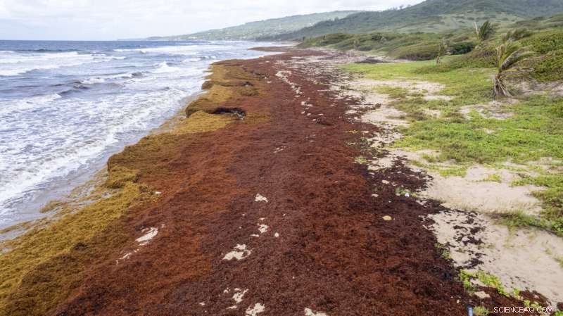 Record-Setting Seaweed Blooms Overrun Caribbean Shores