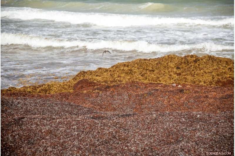 Record-Setting Seaweed Blooms Overrun Caribbean Shores
