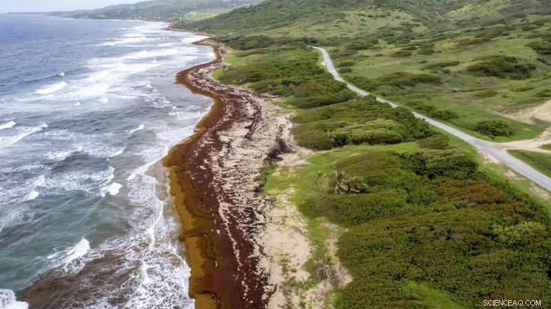 Record-Setting Seaweed Blooms Overrun Caribbean Shores
