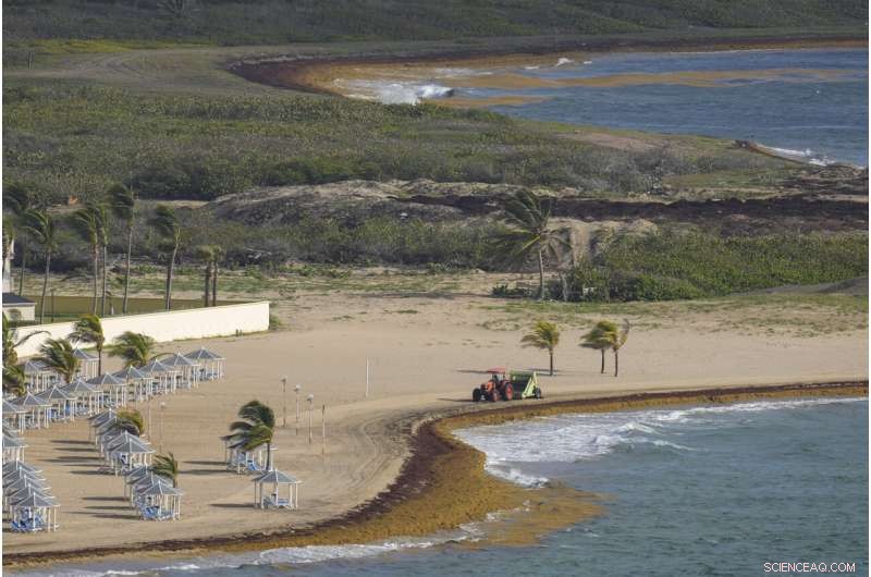 Record-Setting Seaweed Blooms Overrun Caribbean Shores