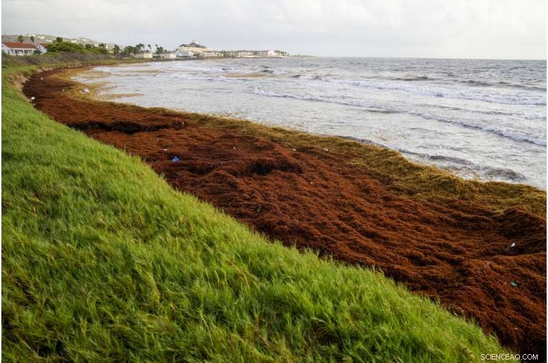 Record-Setting Seaweed Blooms Overrun Caribbean Shores