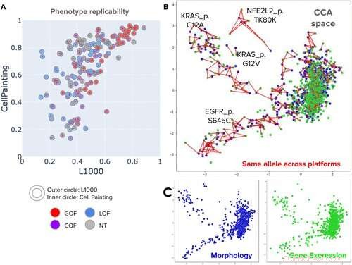 Scaling Up Cell Imaging: Advanced Profiling Techniques