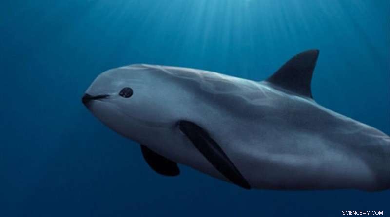 Vaquita Porpoises: New Research Reveals Survival Hope Amid Extinction Threat