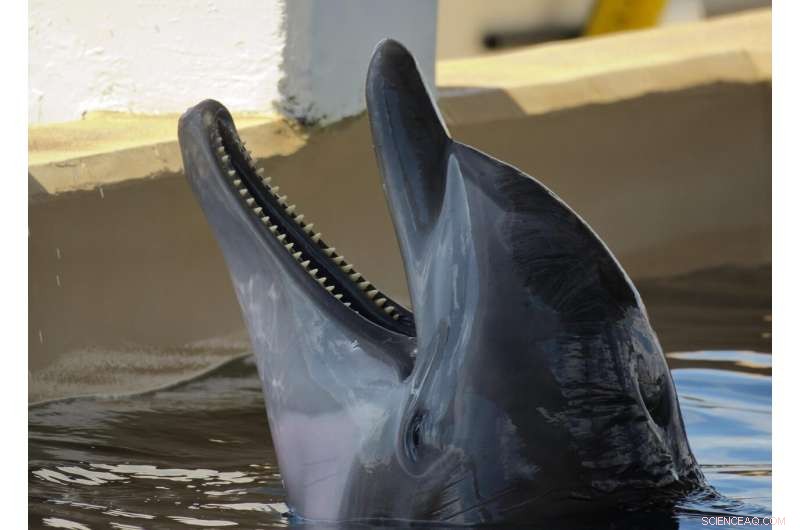 New Study Reveals Bottle‑Nosed Dolphins Possess Episodic Memory Recall