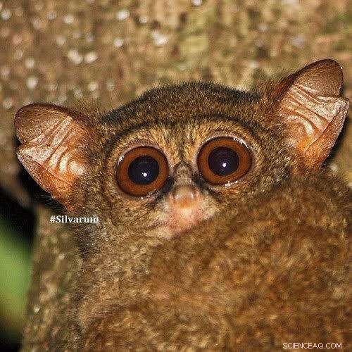 Tarsiers Showcase Vocal Virtuosity, Reaching New Physiological Heights