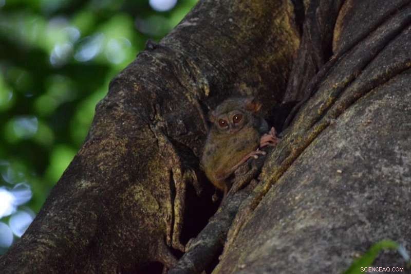 Tarsiers Showcase Vocal Virtuosity, Reaching New Physiological Heights