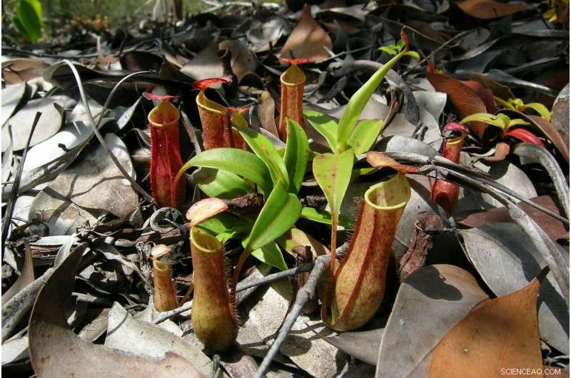 New Study Shows How the Slender Pitcher Plant Uses Rain Energy to Power Traps