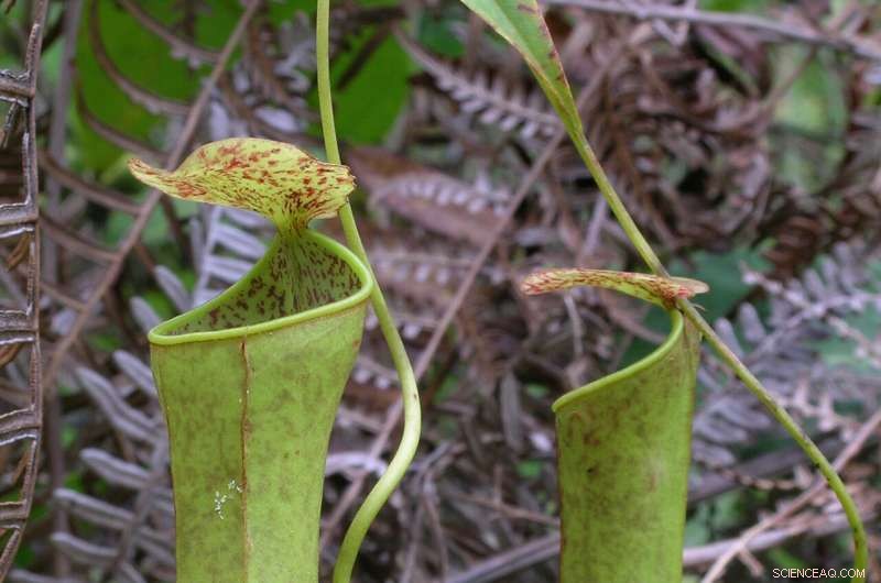 New Study Shows How the Slender Pitcher Plant Uses Rain Energy to Power Traps