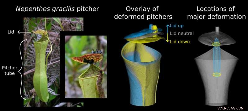 New Study Shows How the Slender Pitcher Plant Uses Rain Energy to Power Traps