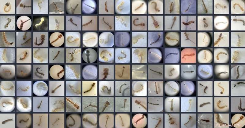 Global Mosquito Dashboard Launched to Track Invasive Species and Disease Threats