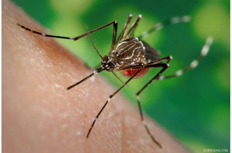 Global Mosquito Dashboard Launched to Track Invasive Species and Disease Threats
