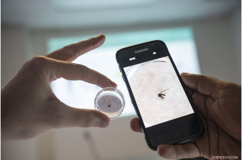 Global Mosquito Dashboard Launched to Track Invasive Species and Disease Threats